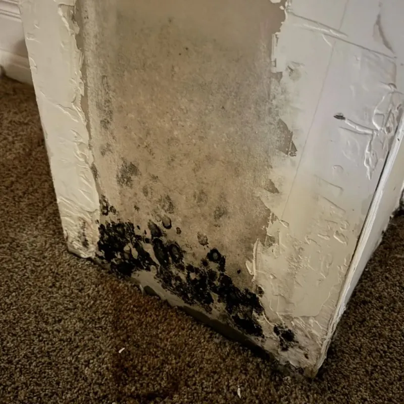 Professional Mold Removal in Murdo, SD